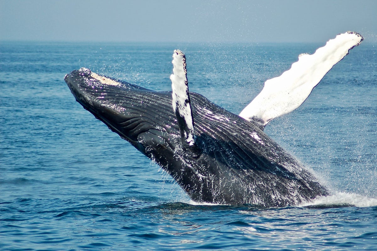 Humpback whale seen on a Leisure Suit Charters wildlife outing